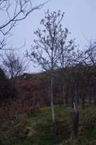 Rowan trees planted in 2006 have done well