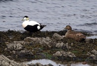 eiders in the shallows between the house and Carraig Fhada lighthouse.